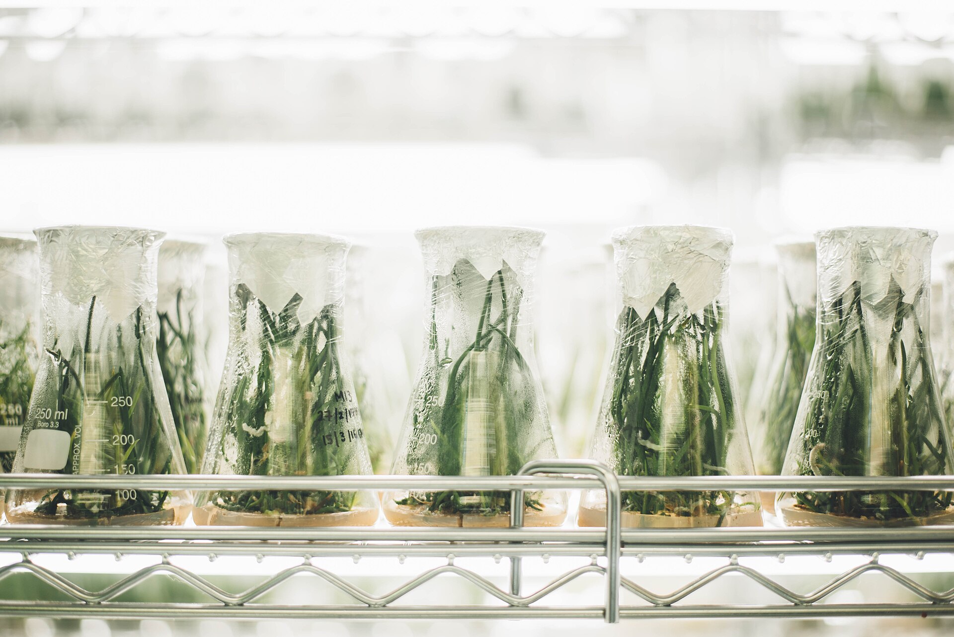 Glass flasks holding plant cuttings, lined up on a lab shelf at Stratum Lab.